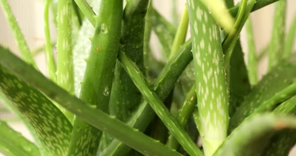 Aloe Vera Pflanze Aus Nächster Nähe Schießen — Stockvideo