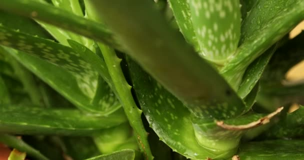 Aloe Vera Blätter Aus Nächster Nähe — Stockvideo