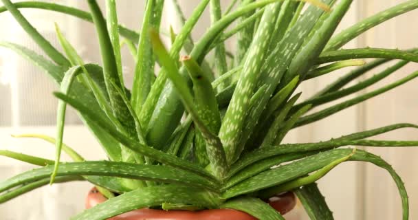 Aloe Vera Plant Gros Plan Tir — Video