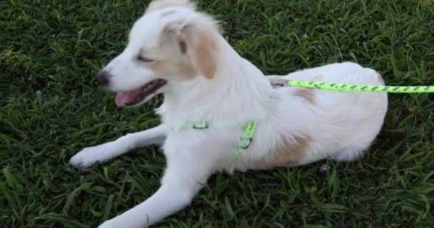 Lindo Cachorro Blanco Beige Patio — Vídeos de Stock