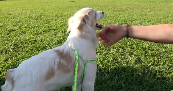 Lindo Cachorro Blanco Beige Patio — Vídeos de Stock