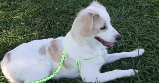 Lindo Cachorro Blanco Beige Patio — Vídeos de Stock