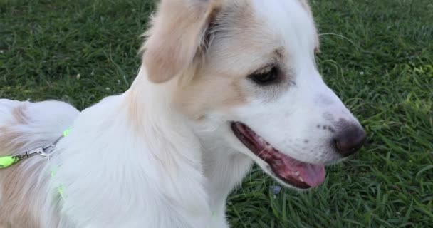 院子里可爱的白色和米黄色小狗 — 图库视频影像