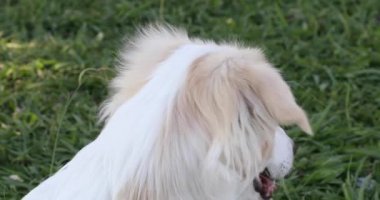 Bahçede şirin beyaz ve bej renkli bir köpek yavrusu