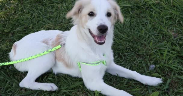 Lindo Cachorro Blanco Beige Patio — Vídeo de stock