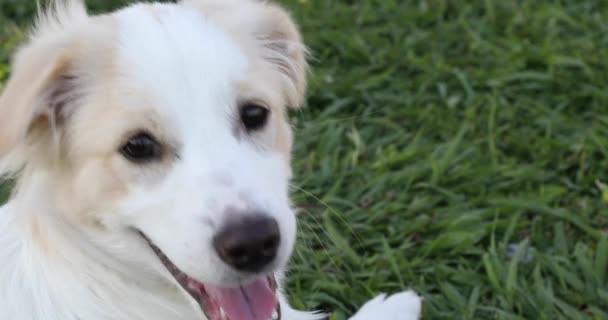 Lindo Cachorro Blanco Beige Patio — Vídeos de Stock