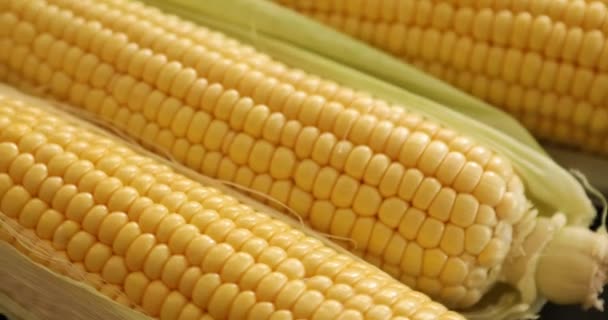 Fresh Corn Cob Rotating — Stock Video