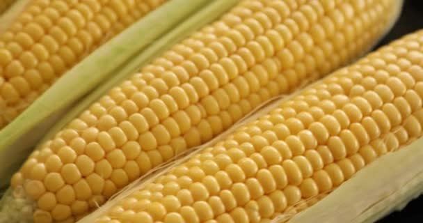 Świeża Kukurydza Kolbie Obracającej Się — Wideo stockowe