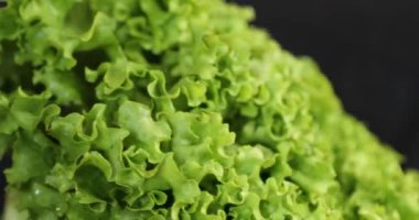 Siyah arkaplanda dönen taze yeşil marul