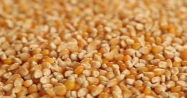 Organik sarı patlamış mısır, kuru yiyecekler dönüyor.