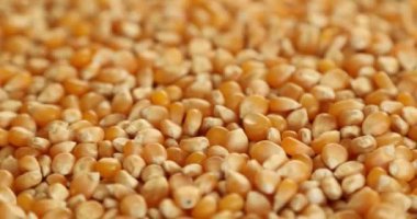 Organik sarı patlamış mısır, kuru yiyecekler dönüyor.