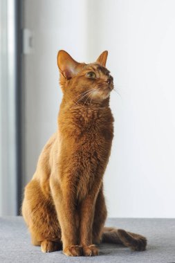 Safkan abyssinian kapalı pencere oturan kedi