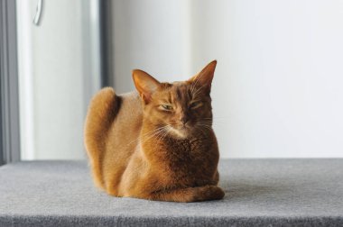 Safkan abyssinian kapalı pencere oturan kedi