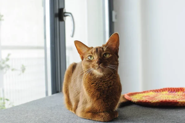 Safkan abyssinian kapalı pencere oturan kedi