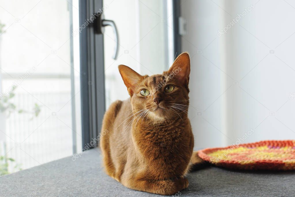 Purebred abyssinian cat sitting near the window, indoor