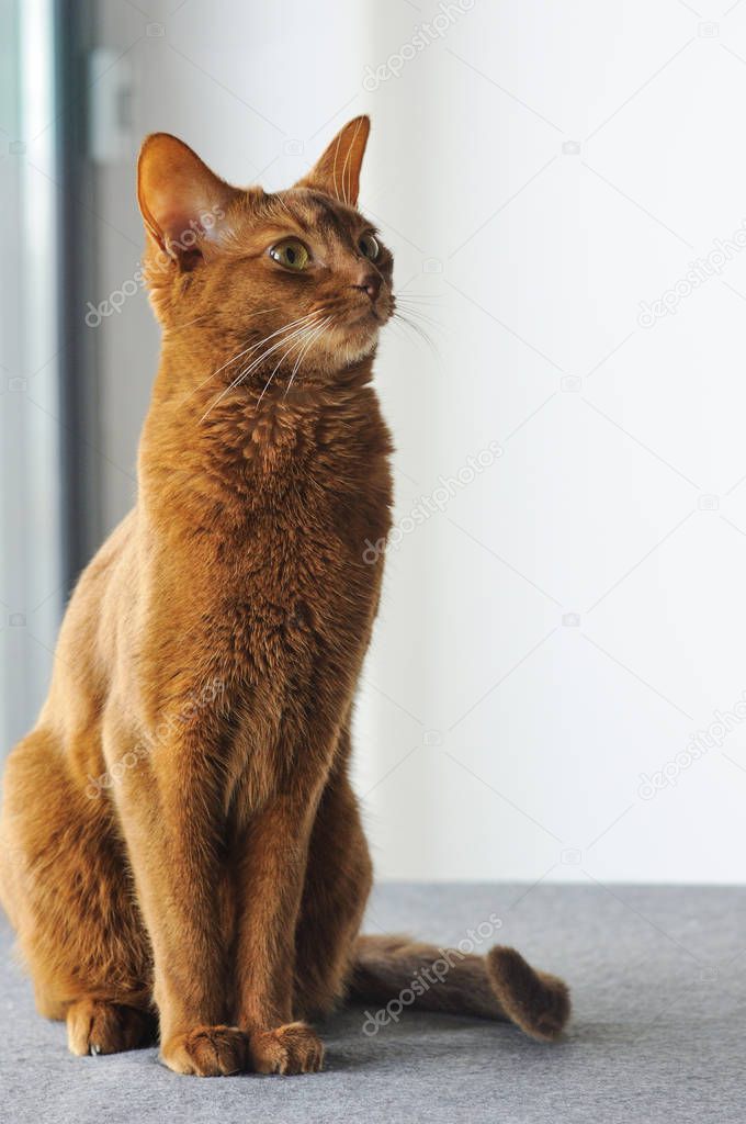 Purebred abyssinian cat sitting near the window, indoor