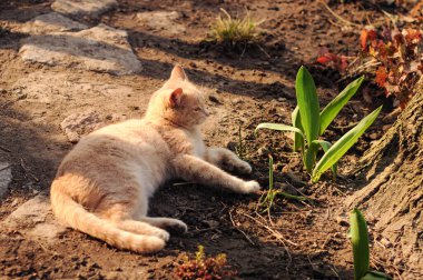 Kırsalda oturan tüylü yaban kedisi