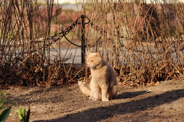 Fluffy Wild Cat Sitting Street Countryside — Stock Photo, Image