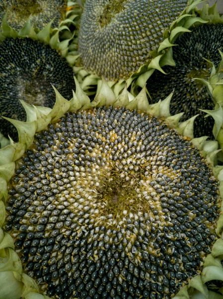 Harvested Cut Sunflower Heads Full Seeds Ready Dried Narrow Dof — Stock Photo, Image