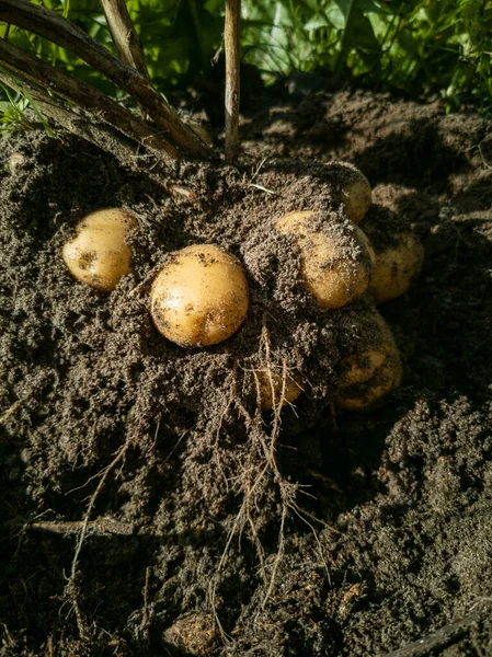 Uma Única Planta Batata Sendo Desenterrada Mostrando Batatas Novas Ainda — Fotografia de Stock