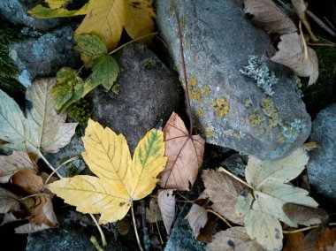Düşen sarı bir sonbahar yaprağının üst çekimi. Taş bir çitin tepesinde, yosun ve diğer yapraklarla birlikte. 