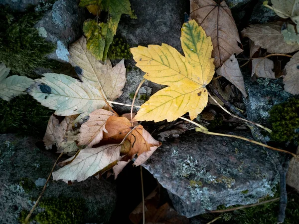 Top Shot Fallen Yellow Autumn Leaf Laying Top Stone Fence — Stock Photo, Image