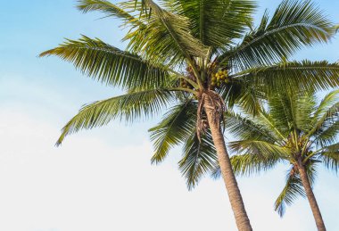 Mavi gökyüzü ve bulut arkaplanlı tropik palmiye ağacı. Yaz tatili, seyahat macerası konsepti. Hindistan cevizi palmiyeleri, güzel tropikal arka plan. Metin için alanı kopyala