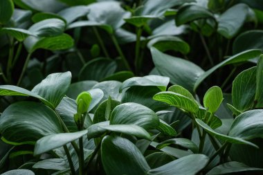 Abstract green leaf texture, tropical leaf foliage nature dark green background. Dark green leaves background. Beautiful leaves of Ipomoea pes caprae, bayhops, beach morning glory, or goat's foot.