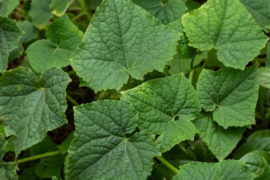 Cucumber plant in greenhouse. Abstract green leaf texture background. The cucumber Cucumis sativus green leaves, view from the top. Organic farming concept