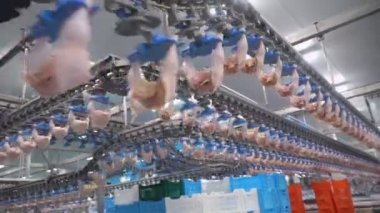 Kümes hayvanları eti gıda sanayii. Fabrika tavuk işleme. Tavuk eti üretimi. Tavuk fabrika hattı. 