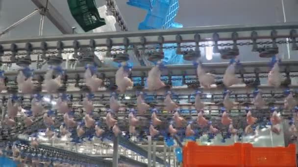 Geflügel Verarbeitende Fleischindustrie Fabrikhühner Verarbeiten Produktion Von Hühnerfleisch Hühnerfabrik — Stockvideo