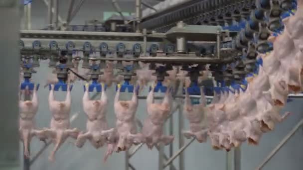 Птицефабрика Переработке Мяса Завод Переработке Курицы Производство Куриного Мяса Линия — стоковое видео