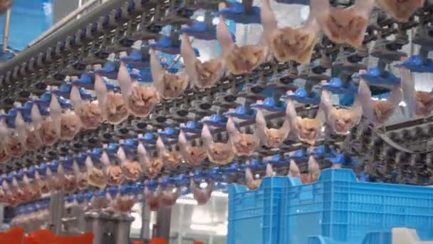 Geflügel Verarbeitende Fleischindustrie Fabrikhühner Verarbeiten Produktion Von Hühnerfleisch Hühnerfabrik — Stockvideo