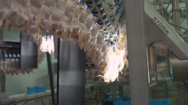 Kümes hayvanları eti gıda sanayii. Fabrika tavuk işleme. Tavuk eti üretimi. Tavuk fabrika hattı. 