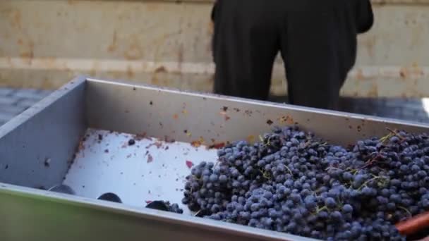 Produkcja Wina Produkcja Wina Wyciskanie Soku Winogron — Wideo stockowe