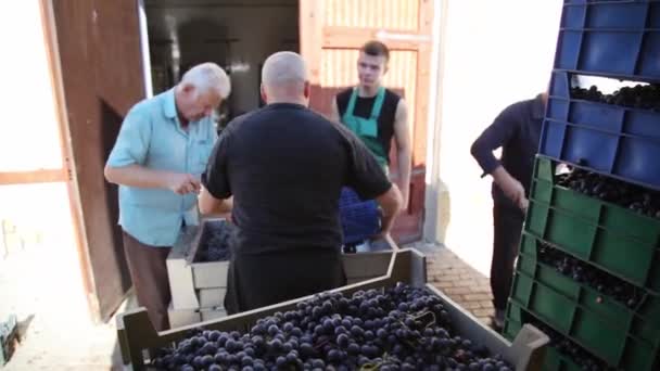 Vinnitsa Ucrania Oktober 2018 Elaboración Vinos Producción Vino — Vídeo de stock
