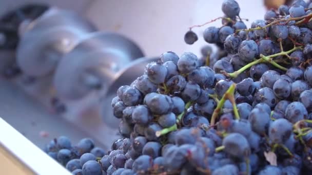 Winemaking Wine Production Squeezing Juice Grapes — Stock Video