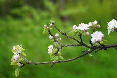 Elma ağacında güzel çiçekler, bahar çiçekleri. Çiçek elma ağacı. Elma ağacında güzel çiçekler, bahar çiçekleri.