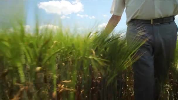 Mano Nel Campo Grano Scivolo Mano Sulla Segale Mano Toccando — Video Stock