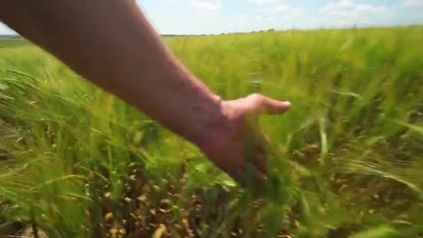 밀밭에 호밀에 손으로 슬라이딩 손으로 만지고 있습니다 농부의 손으로 — 비디오