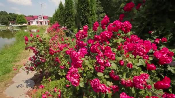 Rozen Groeien Rond Het Huis Thee Rozen Groeien Het Park — Stockvideo