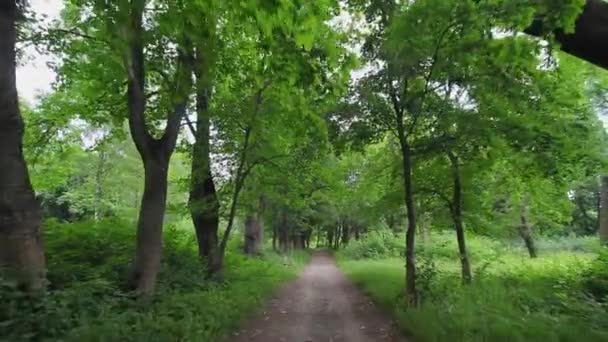 Park Letni Aleja Starym Parku Typowa Ukraińska Natura Lecie — Wideo stockowe