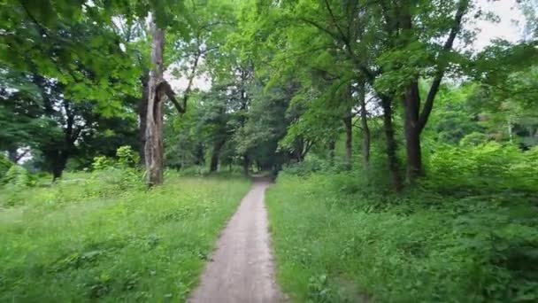 Summer Park. Allée dans le vieux parc. Nature typiquement ukrainienne en été .