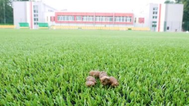 Picking up dog poop. Dog poop on a football lawn. Shit on the grass. 