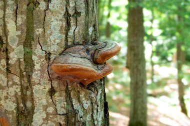 Ağaçta yetişen bir mantar. Ağaç kabuğunda ahşap mantar.