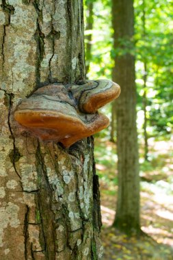 Ağaçta yetişen bir mantar. Ağaç kabuğunda ahşap mantar.