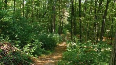 Ormanda sonbaharın başlangıcı. Ağaçların arasında orman yolları.