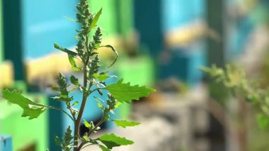 Apiary. Arılar bal peteğinde bal toplarlar. Balpetekli modern kovanları. Arıların hayati aktivitelerinin ürünü baldır..