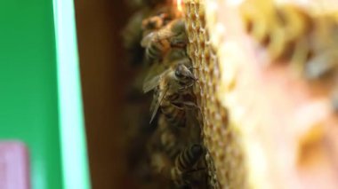 Apiary. Arılar bal peteğinde bal toplarlar. Balpetekli modern kovanları. Arıların hayati aktivitelerinin ürünü baldır..