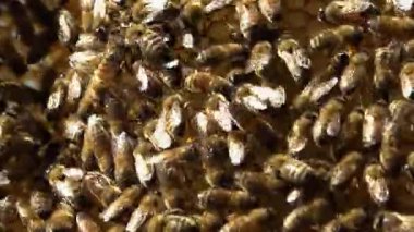 Apiary. Arılar bal peteğinde bal toplarlar. Balpetekli modern kovanları. Arıların hayati aktivitelerinin ürünü baldır..